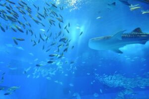 コロナ禍でのデート