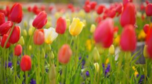 今おすすめのデートは？