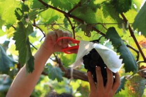 コロナ禍のデートどこに行けばいい？