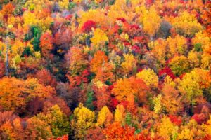 ファーストカウンセリング