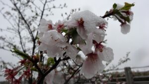 ドラマにも結婚相談所登場！